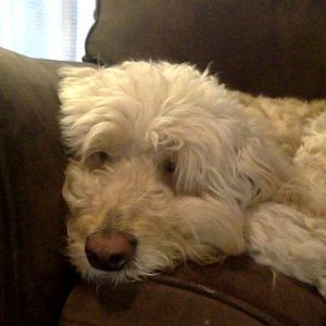 Meet your Posher, Jules